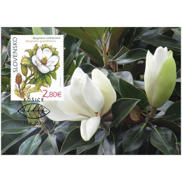 carte-maximum-magnolia