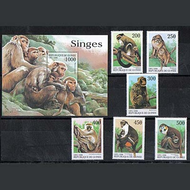 _vyr_895guinea-opice-1998