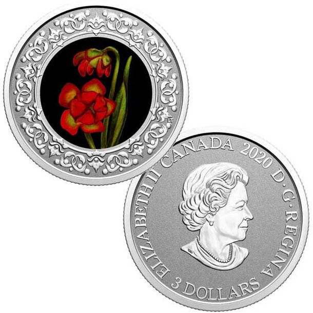 3-dollar-saracenia